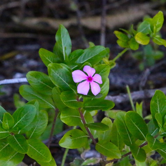 Meet your Posher, Denise - Picture 1 of 1